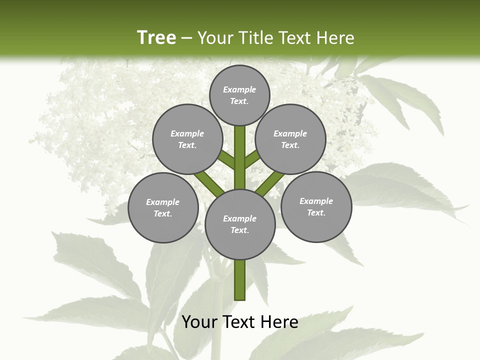 Nature Studio Sambucus Nigra PowerPoint Template