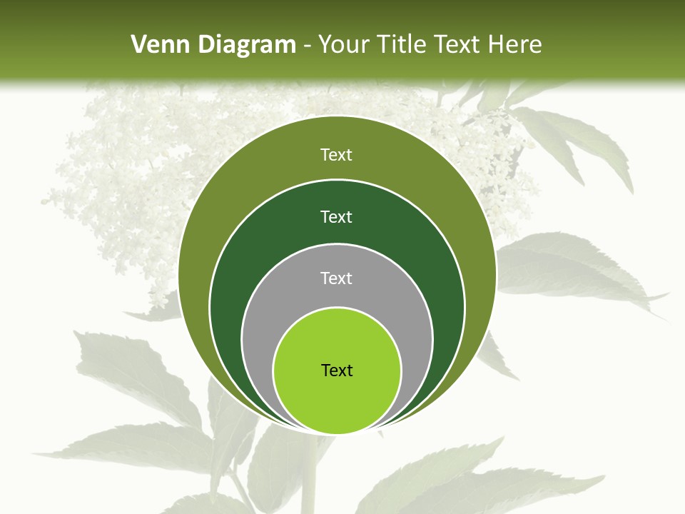 Nature Studio Sambucus Nigra PowerPoint Template