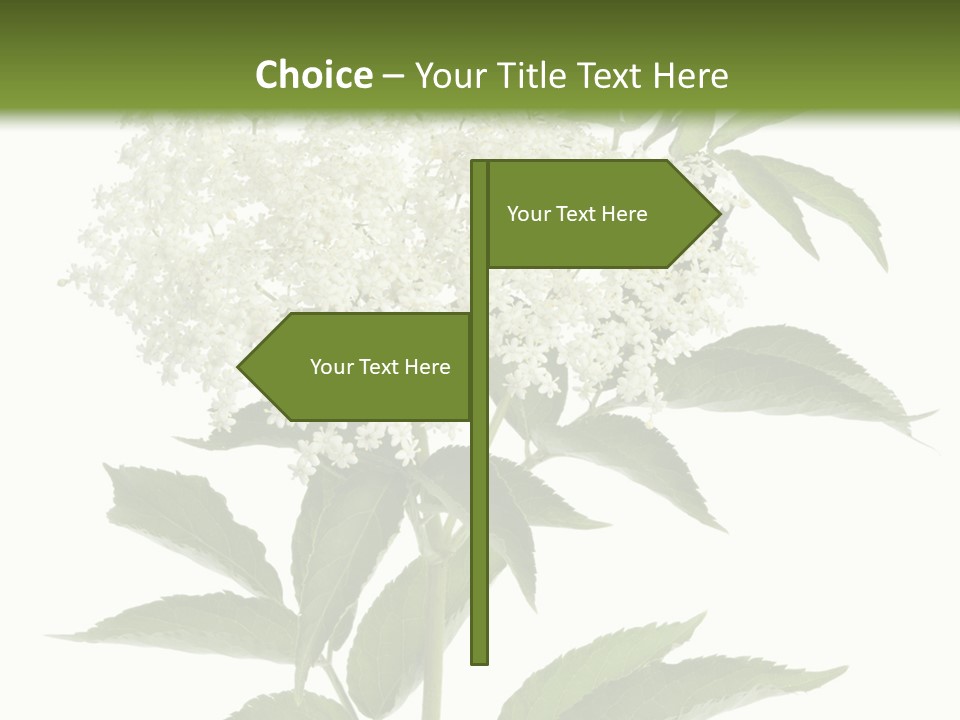 Nature Studio Sambucus Nigra PowerPoint Template