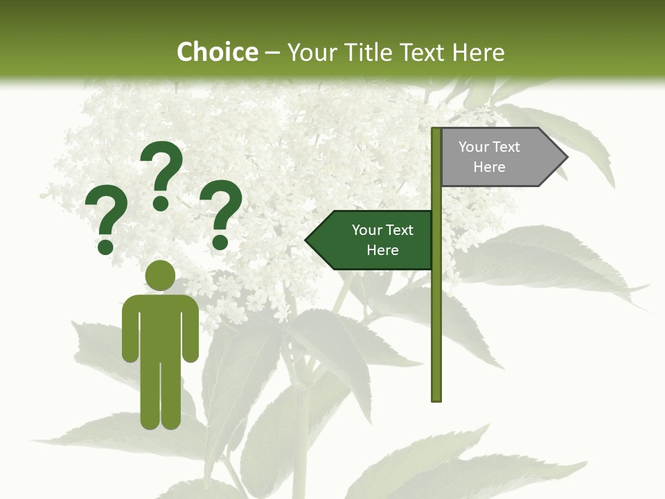 Nature Studio Sambucus Nigra PowerPoint Template