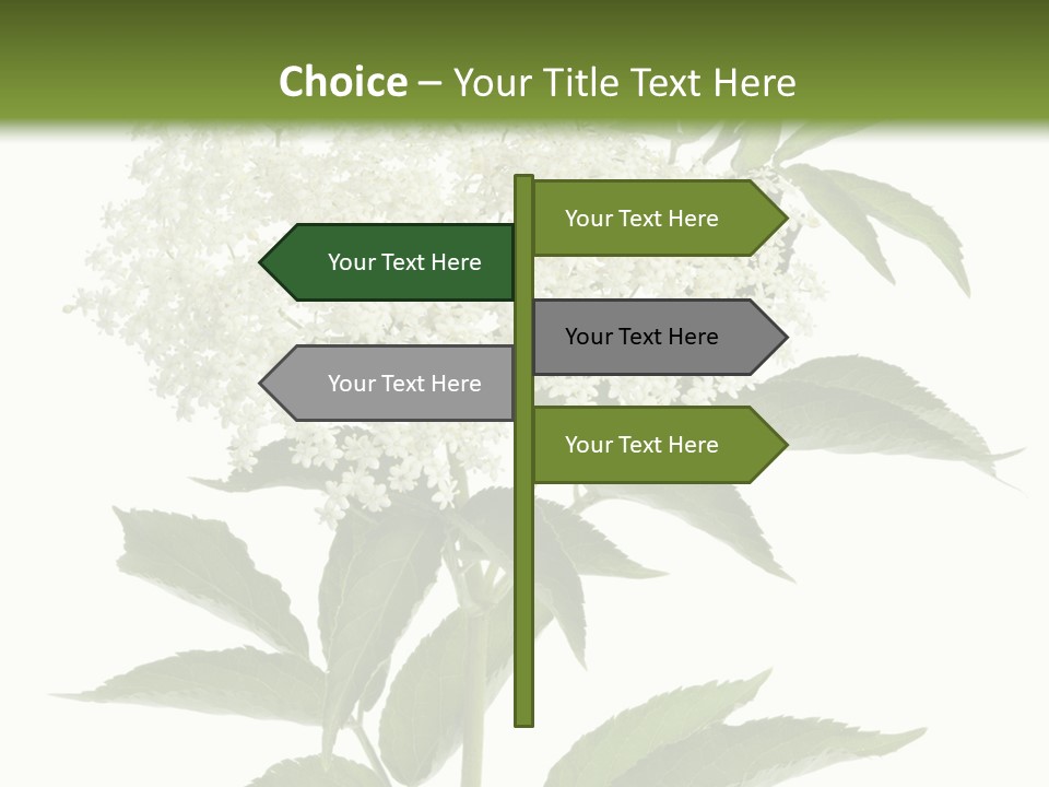 Nature Studio Sambucus Nigra PowerPoint Template