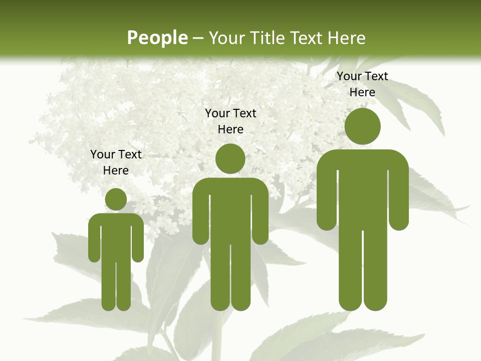 Nature Studio Sambucus Nigra PowerPoint Template