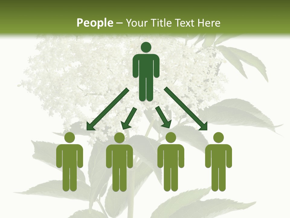 Nature Studio Sambucus Nigra PowerPoint Template