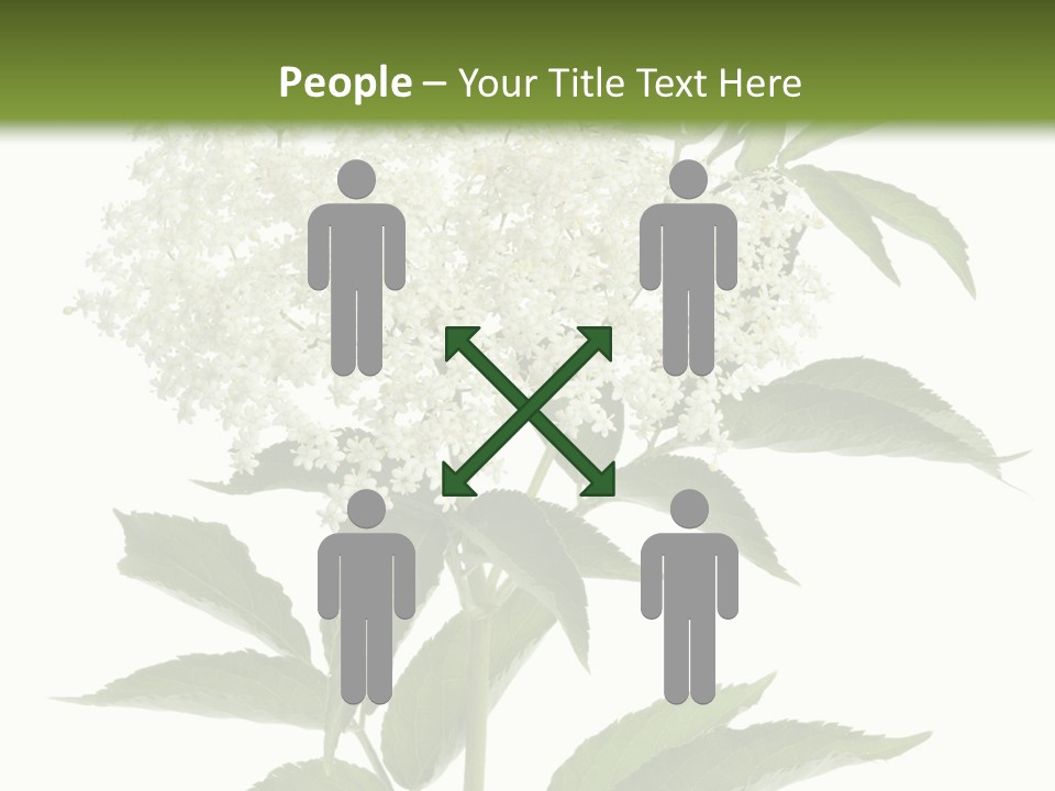 Nature Studio Sambucus Nigra PowerPoint Template