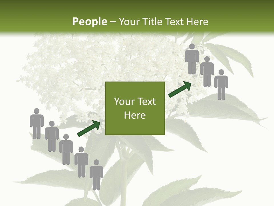 Nature Studio Sambucus Nigra PowerPoint Template