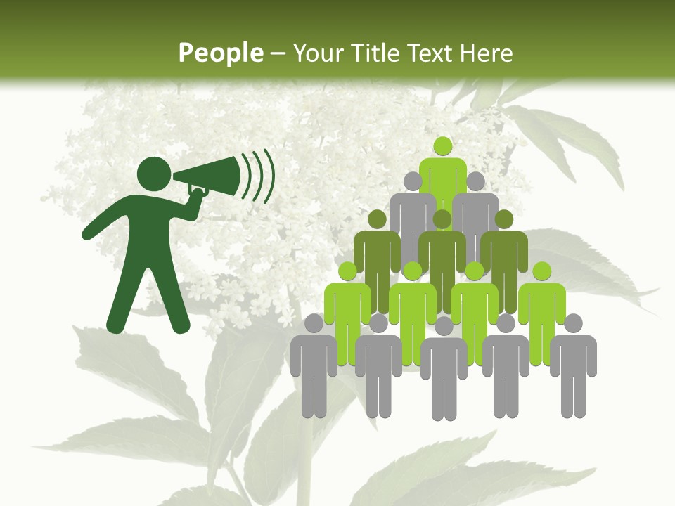 Nature Studio Sambucus Nigra PowerPoint Template