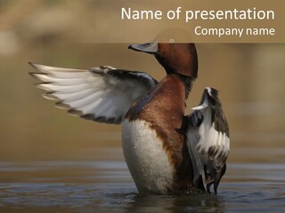Duck Winged Bird PowerPoint Template