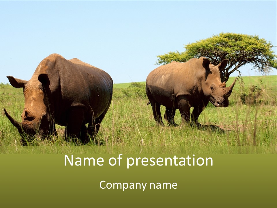 Mammal Ceratotherium Simum Rhino PowerPoint Template