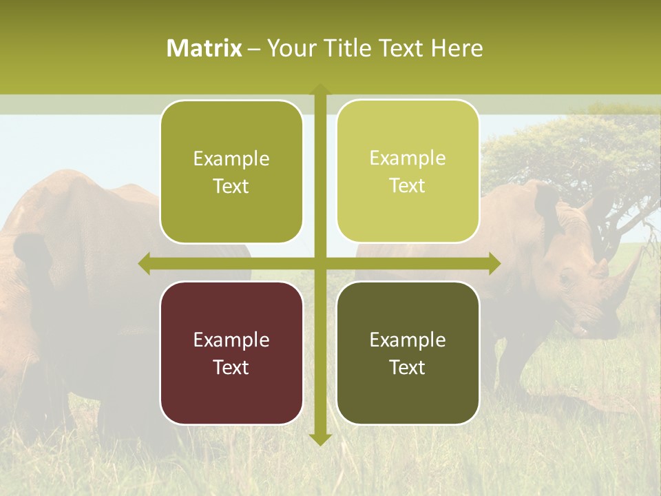 Mammal Ceratotherium Simum Rhino PowerPoint Template