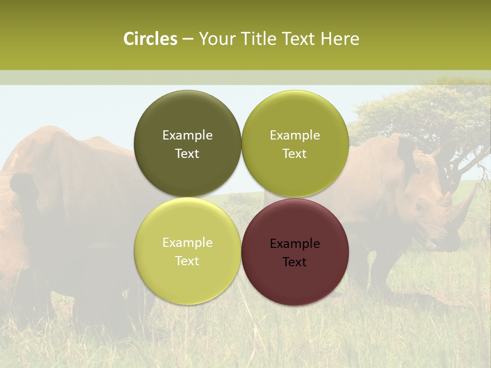 Mammal Ceratotherium Simum Rhino PowerPoint Template