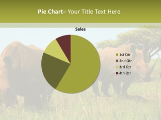 Mammal Ceratotherium Simum Rhino PowerPoint Template