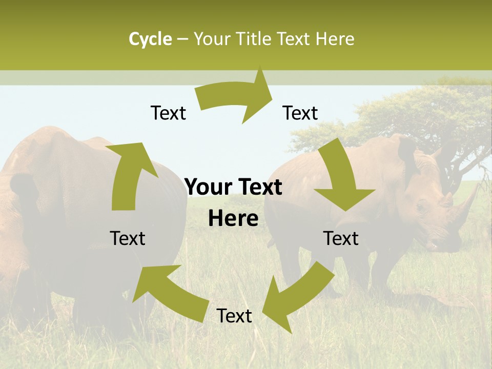 Mammal Ceratotherium Simum Rhino PowerPoint Template
