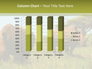 Mammal Ceratotherium Simum Rhino PowerPoint Template