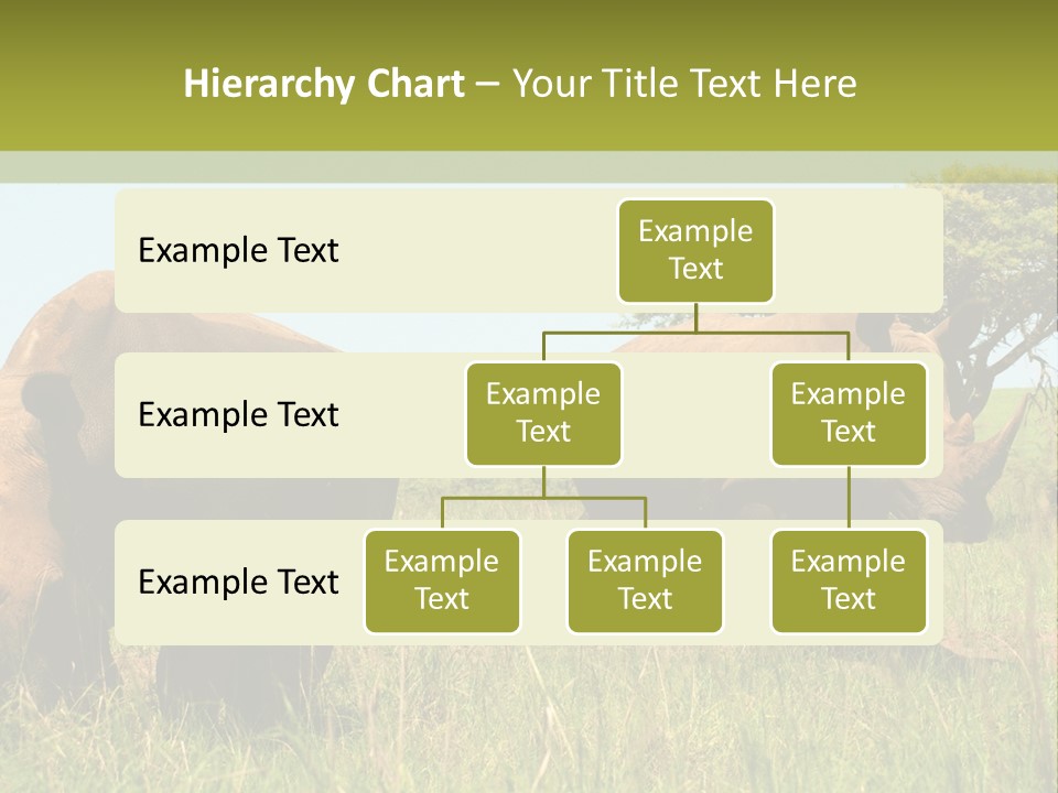 Mammal Ceratotherium Simum Rhino PowerPoint Template
