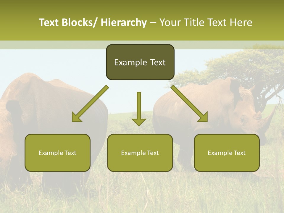 Mammal Ceratotherium Simum Rhino PowerPoint Template