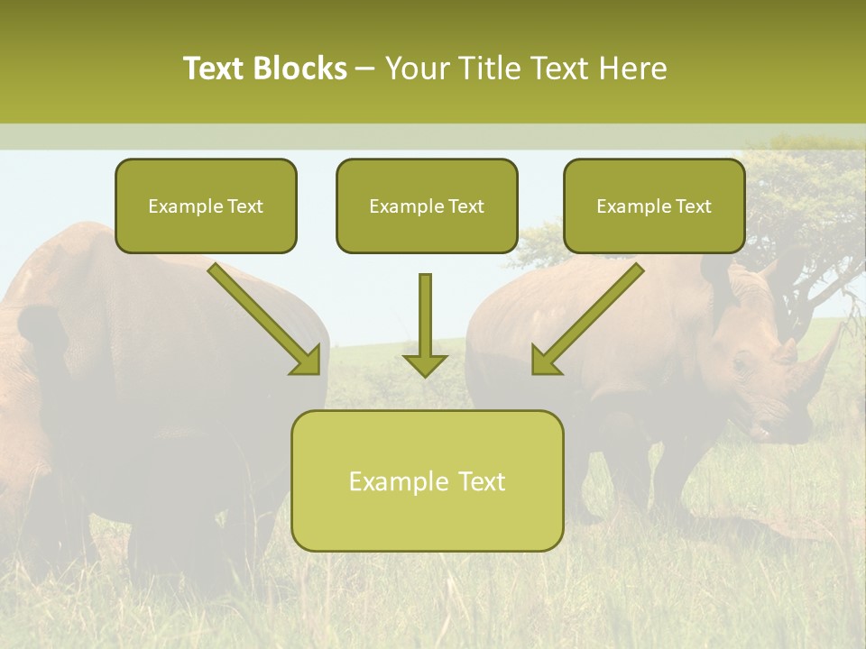 Mammal Ceratotherium Simum Rhino PowerPoint Template