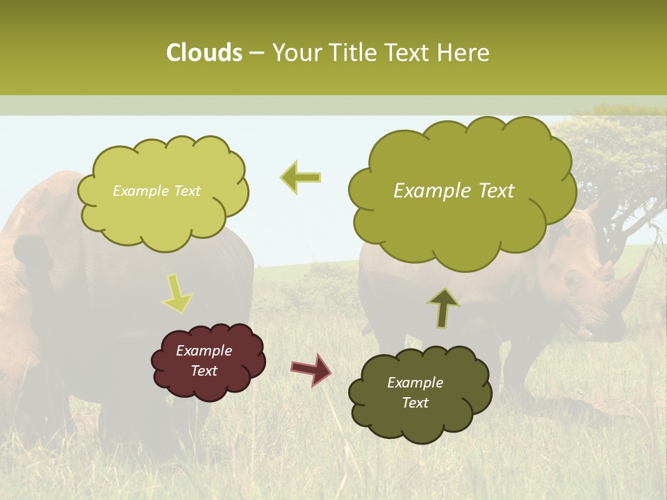 Mammal Ceratotherium Simum Rhino PowerPoint Template
