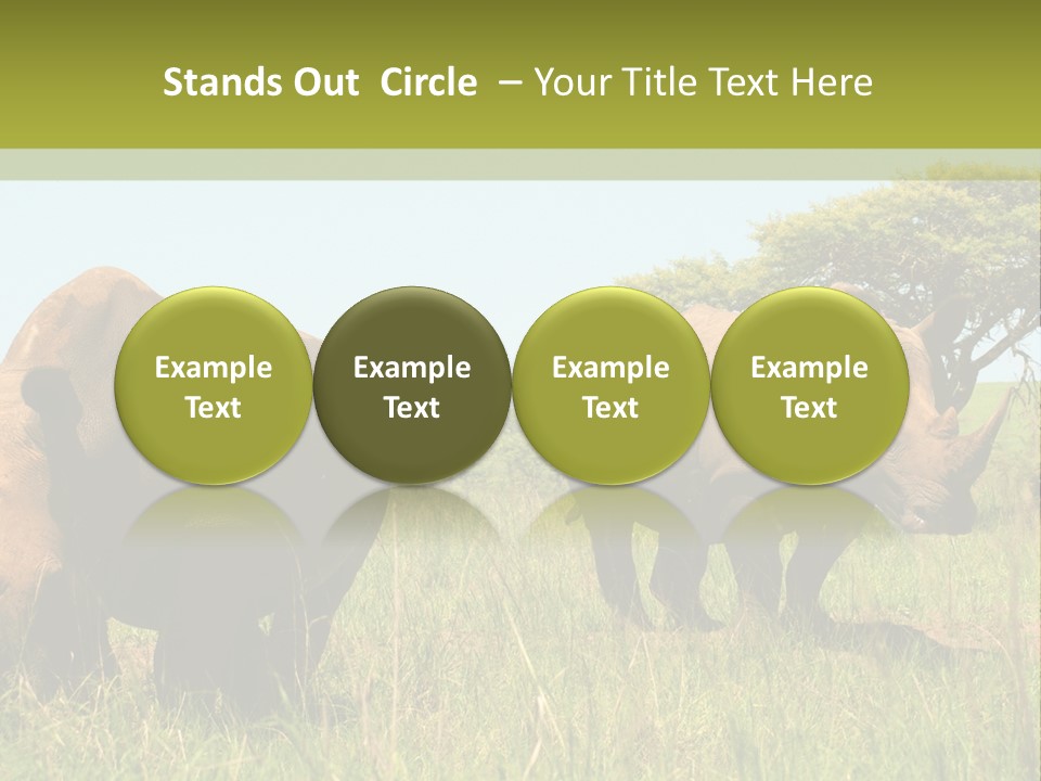 Mammal Ceratotherium Simum Rhino PowerPoint Template