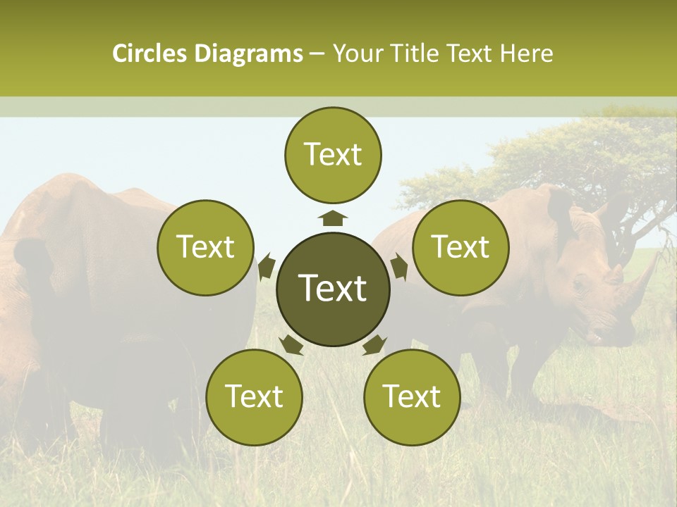 Mammal Ceratotherium Simum Rhino PowerPoint Template