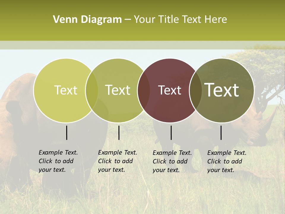Mammal Ceratotherium Simum Rhino PowerPoint Template