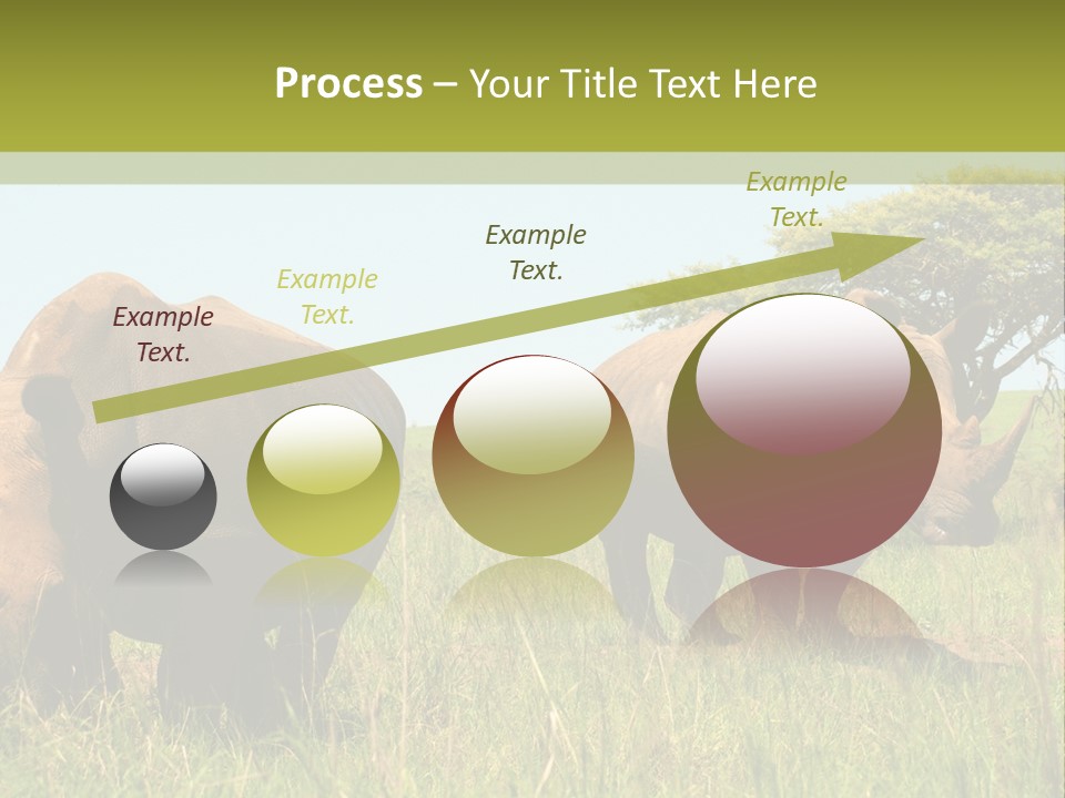 Mammal Ceratotherium Simum Rhino PowerPoint Template