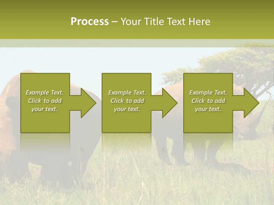 Mammal Ceratotherium Simum Rhino PowerPoint Template