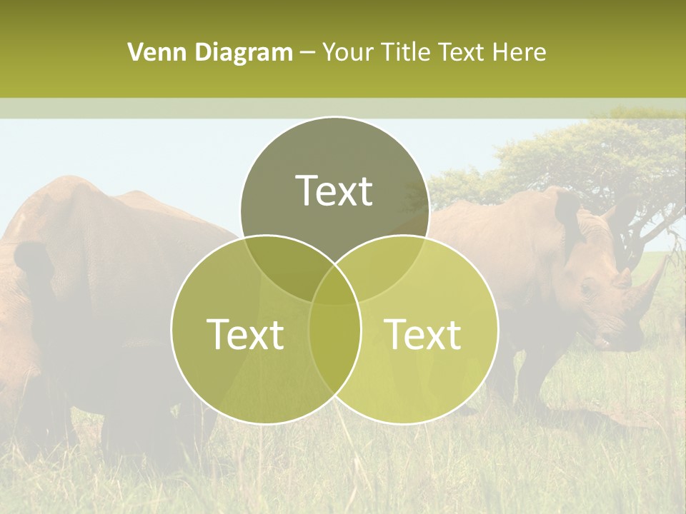 Mammal Ceratotherium Simum Rhino PowerPoint Template