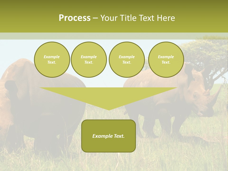Mammal Ceratotherium Simum Rhino PowerPoint Template