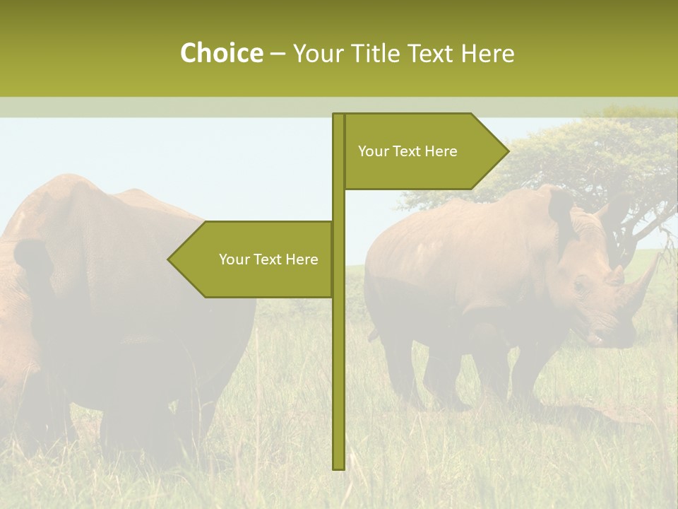 Mammal Ceratotherium Simum Rhino PowerPoint Template