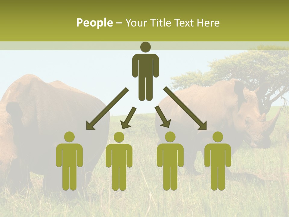 Mammal Ceratotherium Simum Rhino PowerPoint Template