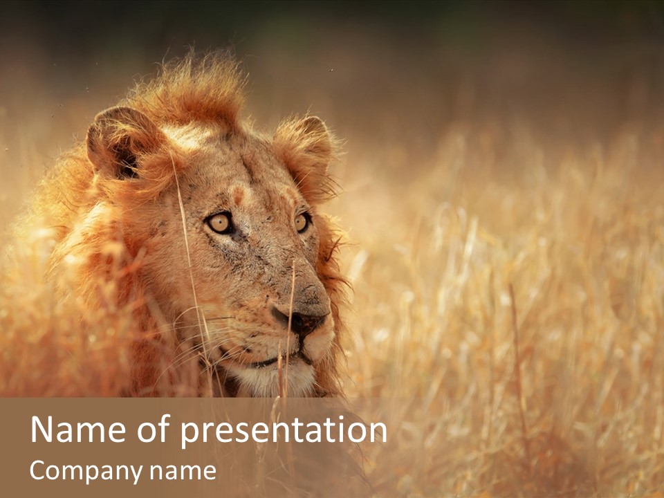 Hair Africa Wild PowerPoint Template
