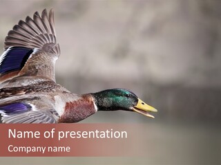Game Colorful Mallard PowerPoint Template