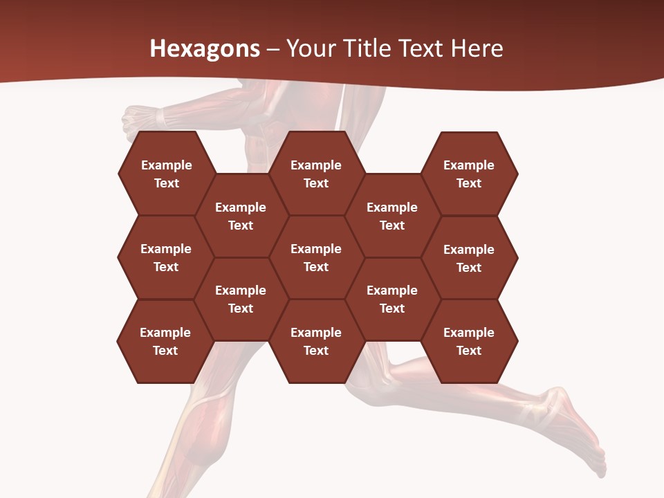 Extensor Carpi Radialis Brevis Calcaneal Achilles Tendon External Oblique PowerPoint Template