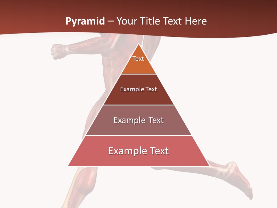 Extensor Carpi Radialis Brevis Calcaneal Achilles Tendon External Oblique PowerPoint Template