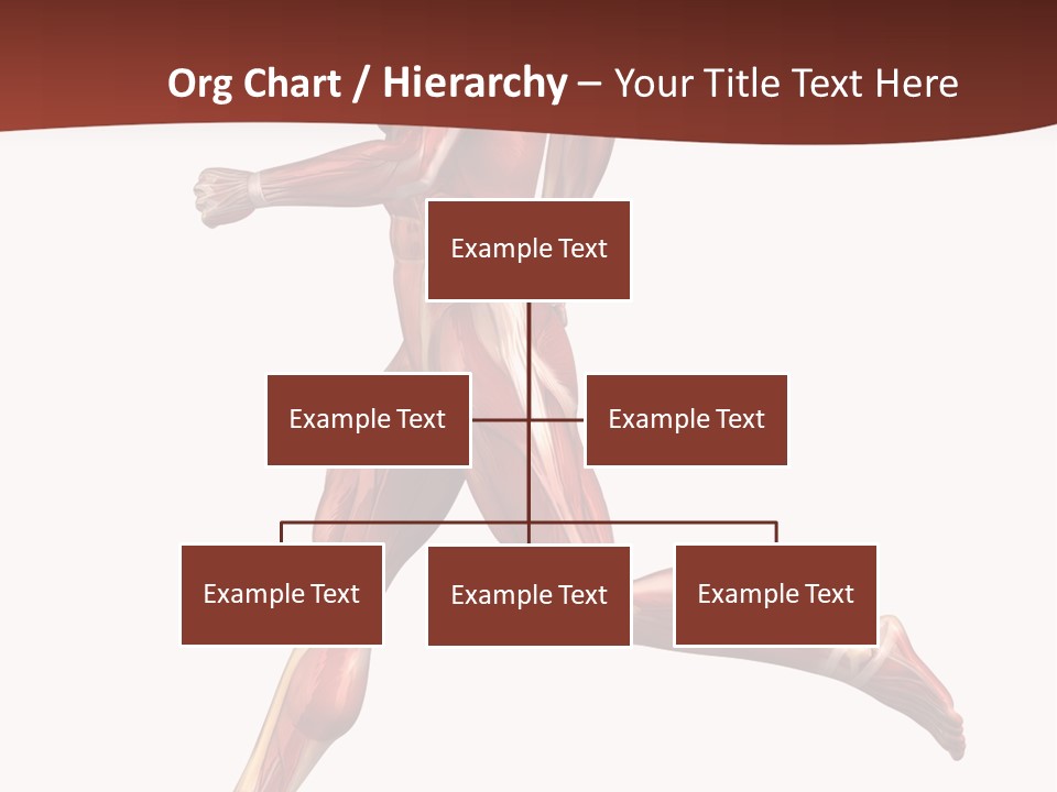 Extensor Carpi Radialis Brevis Calcaneal Achilles Tendon External Oblique PowerPoint Template