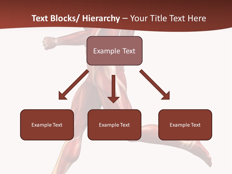 Extensor Carpi Radialis Brevis Calcaneal Achilles Tendon External Oblique PowerPoint Template