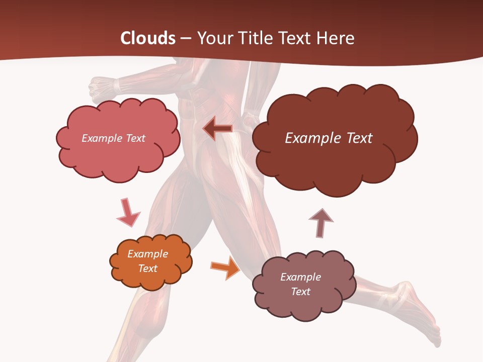 Extensor Carpi Radialis Brevis Calcaneal Achilles Tendon External Oblique PowerPoint Template