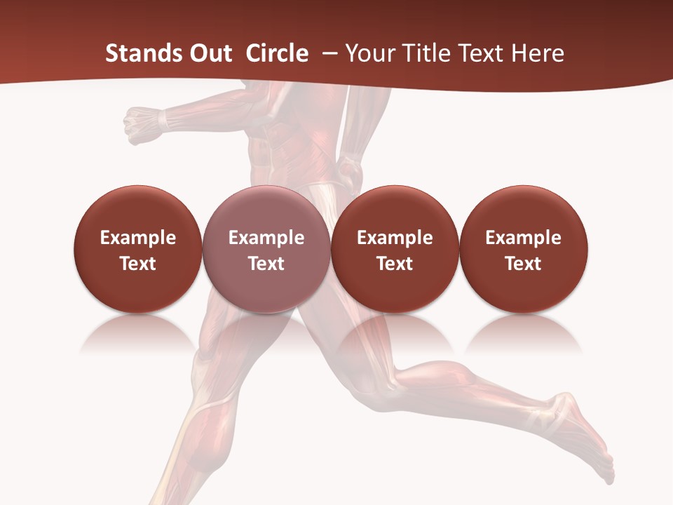 Extensor Carpi Radialis Brevis Calcaneal Achilles Tendon External Oblique PowerPoint Template