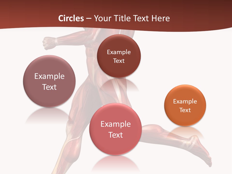 Extensor Carpi Radialis Brevis Calcaneal Achilles Tendon External Oblique PowerPoint Template