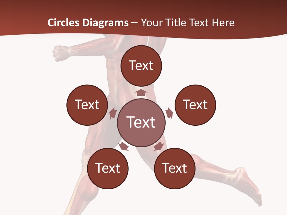 Extensor Carpi Radialis Brevis Calcaneal Achilles Tendon External Oblique PowerPoint Template