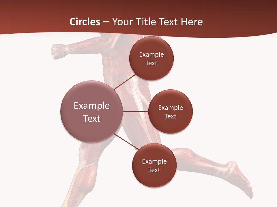 Extensor Carpi Radialis Brevis Calcaneal Achilles Tendon External Oblique PowerPoint Template