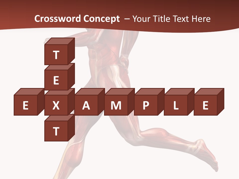 Extensor Carpi Radialis Brevis Calcaneal Achilles Tendon External Oblique PowerPoint Template