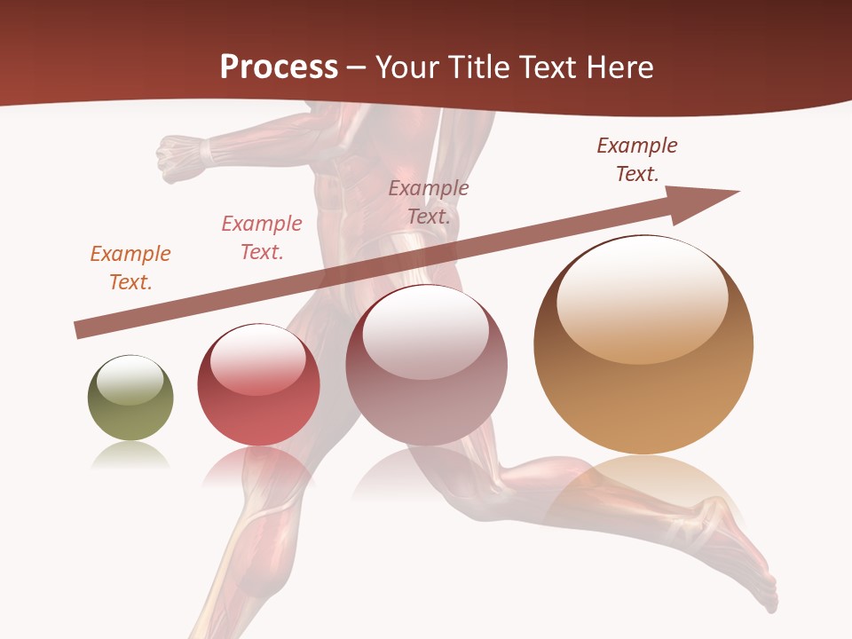 Extensor Carpi Radialis Brevis Calcaneal Achilles Tendon External Oblique PowerPoint Template