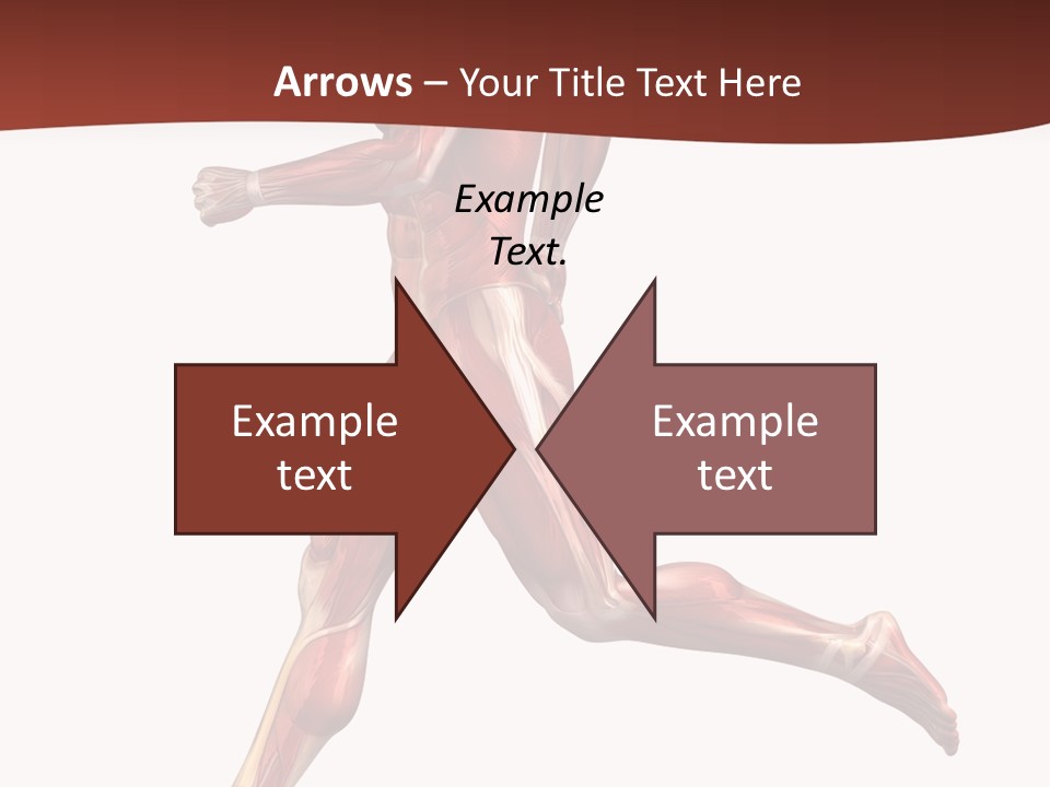 Extensor Carpi Radialis Brevis Calcaneal Achilles Tendon External Oblique PowerPoint Template