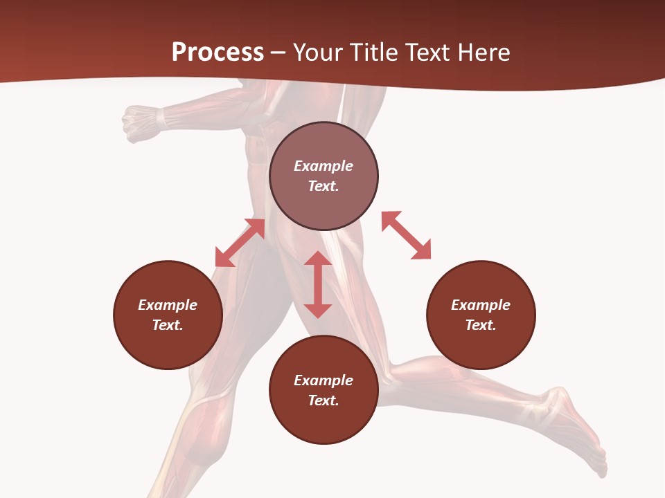 Extensor Carpi Radialis Brevis Calcaneal Achilles Tendon External Oblique PowerPoint Template