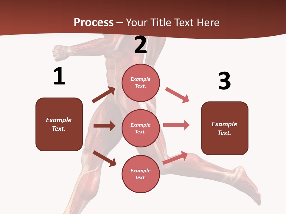 Extensor Carpi Radialis Brevis Calcaneal Achilles Tendon External Oblique PowerPoint Template