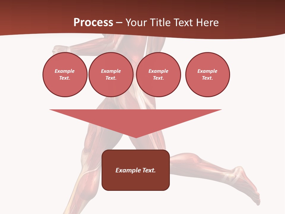 Extensor Carpi Radialis Brevis Calcaneal Achilles Tendon External Oblique PowerPoint Template