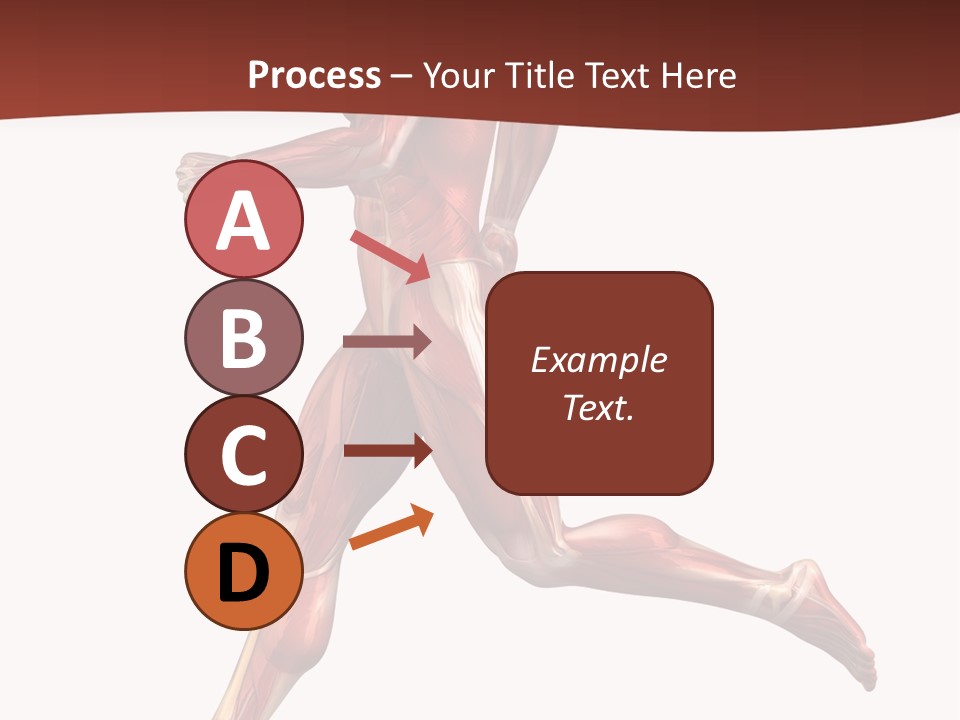 Extensor Carpi Radialis Brevis Calcaneal Achilles Tendon External Oblique PowerPoint Template