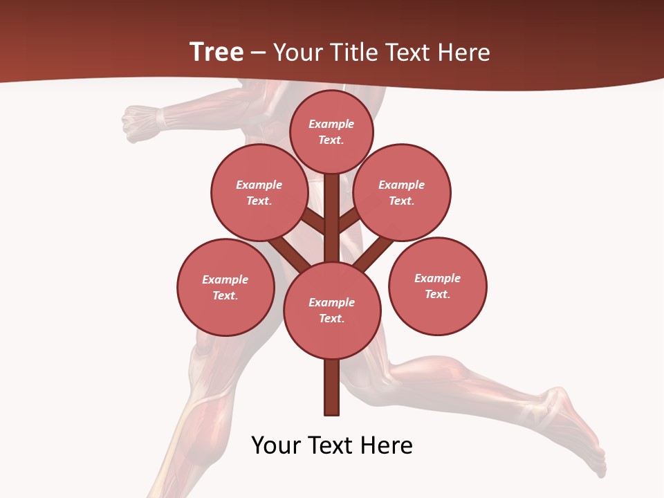 Extensor Carpi Radialis Brevis Calcaneal Achilles Tendon External Oblique PowerPoint Template