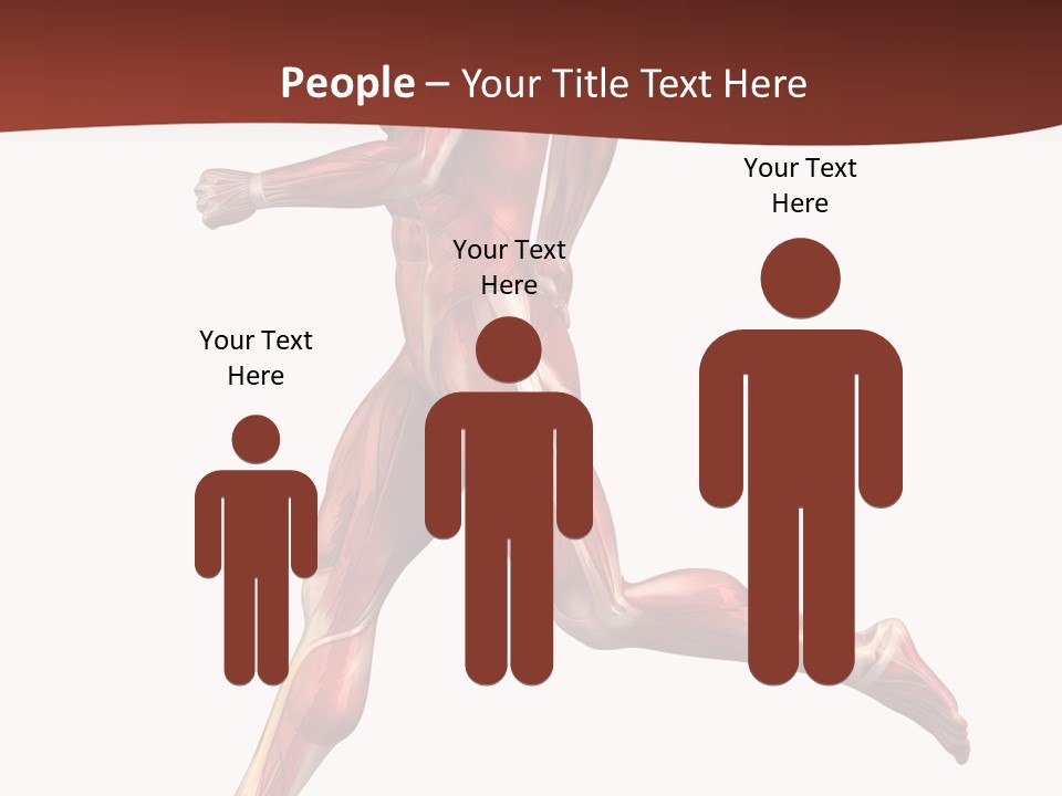 Extensor Carpi Radialis Brevis Calcaneal Achilles Tendon External Oblique PowerPoint Template